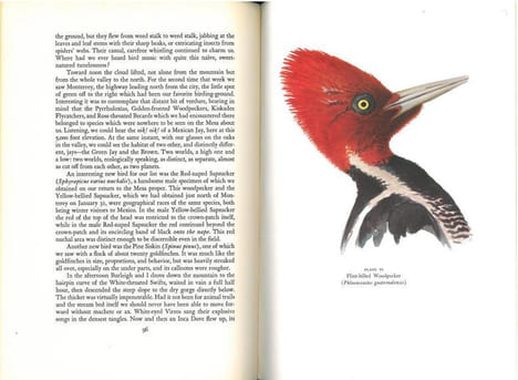 Mexican birds. First impressions based upon an ornithological expedition to Tamaulipas, Nuevo Leon, and Coahuila.. Sutton, G.M.