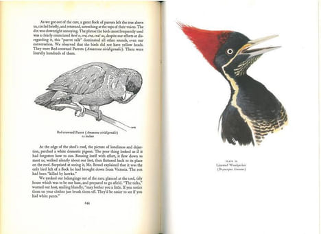 Mexican birds. First impressions based upon an ornithological expedition to Tamaulipas, Nuevo Leon, and Coahuila.. Sutton, G.M.