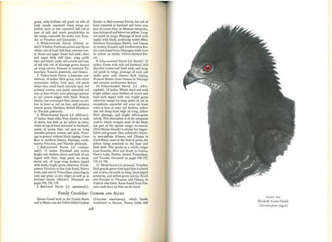 Mexican birds. First impressions based upon an ornithological expedition to Tamaulipas, Nuevo Leon, and Coahuila.. Sutton, G.M.