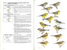 Warblers of the Americas, an identification guide.. Curson, J.Q.D. & D. Beadle
