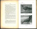 L'Oiseau et la Revue Française d'Ornithologie. Vol. XI : n° 11 et 12.. L'Oiseau et la Revue Française d'Ornithologie,