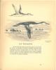 Canards sauvages et autres palmipèdes. Vol. 2.. Oberthur, Joseph