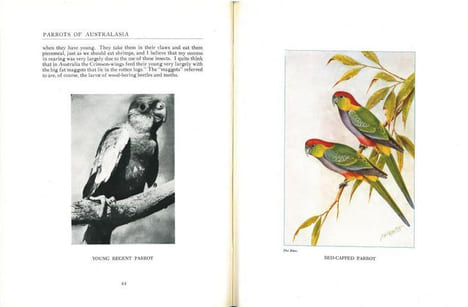 Parrots of Australasia.. Barrett, Charles