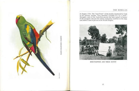 Parrots of Australasia.. Barrett, Charles
