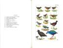 Faune de Madagascar. XXXV. Oiseaux. Planches.. Milon, P. et al.