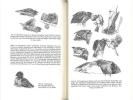 Handbuch der Vögel Mitteleuropas. Vol. 9. Columbiformes - Piciformes.. Glutz, Von Blotzheim U. (ed.)