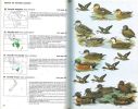 Guide des canards, des oies et des cygnes.. Madge, S. & H. Burn