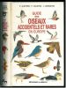 Guide des oiseaux accidentels et rares en Europe.. Alstrom, P. et al.