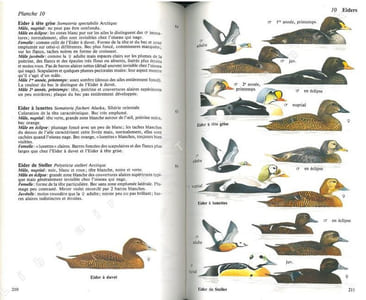 Guide des oiseaux accidentels et rares en Europe.