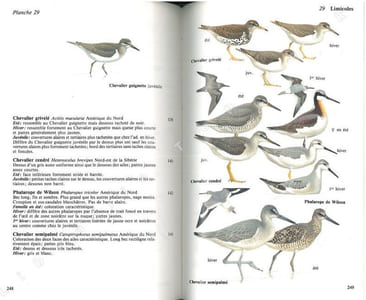 Guide des oiseaux accidentels et rares en Europe.