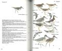 Guide des oiseaux accidentels et rares en Europe.. Alstrom, P. et al.