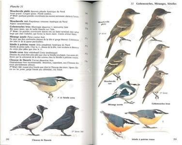Guide des oiseaux accidentels et rares en Europe.