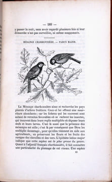 Les noms des oiseaux expliqués par leurs moeurs ou essais étymologiques sur l'ornithologie.. Vincelot, Abbé