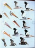 Handbook of the birds of the world. Vol. 1. Ostrich to ducks.. Hoyo, J. del et al. (eds)