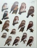 Handbook of the birds of the world. Vol. 5. Barn owls to hummingbirds.. Hoyo, J. del et al. (eds)