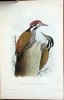 Synopsis Avium. Nouveau manuel d'ornithologie. 17 fasc... Dubois, Alphonse