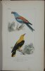 Histoire naturelle des oiseaux d'Europe (passereaux).. Prevost, F.& C.I. Lemaire