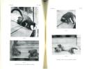 A comparative study of the behaviour of various lemurs.. Bolwig, Niels