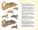 Guide des mammifères sauvages de l'Europe occidentale.. Brink F.H. van den & P. Barruel, 