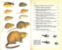 Guide des mammifères sauvages de l'Europe occidentale.. Brink F.H. van den & P. Barruel, 
