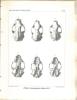 Craniologische Studien. Mustelidae.. Hensel, Reinhold