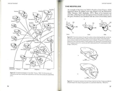 The natural history of the wild cats.