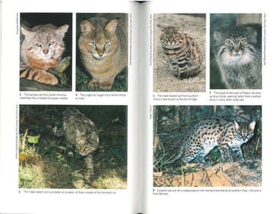 The natural history of the wild cats.
