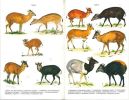 Säugetiere Afrikas und Madagaskars.. Haltenorth, T. & H. Diller