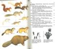 Guide des mammifères sauvages de l'Europe occidentale.. Brink F.H van den & P. Barruel, 