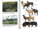 Collins guide to the mammals of New Zealand.. Daniel, M. & A. Baker