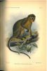 On a remarkable new species of mangabey-like monkey (Cercocebus chrysogaster).. Lydekker, R.