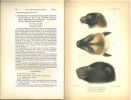 The mammals of the Solomon Islands, based on the collections made by Mr. C.M. Woodford during his second expedition to the Archipelago.. Thomas, ...