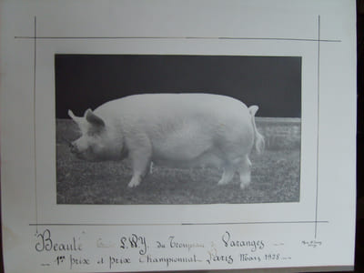 "Beauté". Truie Large White Yorkshire du troupeau de Varanges (S. et Loire), 1er prix et prix championnat, Paris mars 1928.
