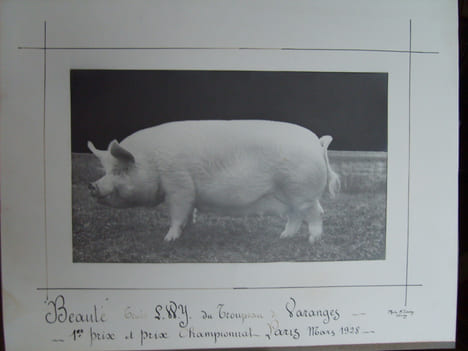 "Beauté". Truie Large White Yorkshire du troupeau de Varanges (S. et Loire), 1er prix et prix championnat, Paris mars 1928.. undefined