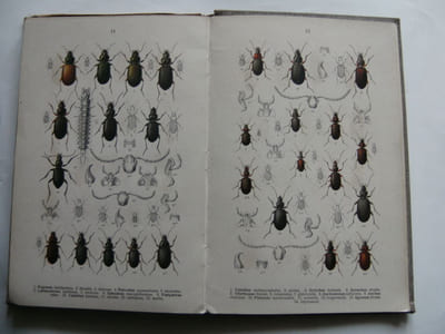 Die Käffer des Deutschen Reiches. Fauna Germanica.