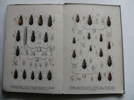 Die Käffer des Deutschen Reiches. Fauna Germanica.. REITTER Edmund.