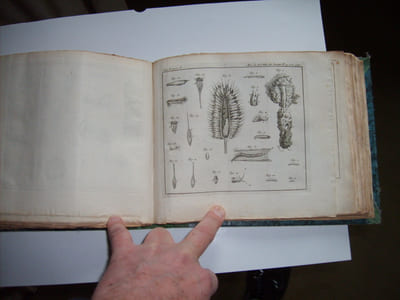 Mémoires pour servir à l'Histoire des Insectes. 