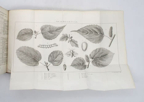 Traité de la culture du mûrier et de l'éducation des vers à soie. BOITARD