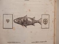 Magasin des Demoiselles. Tome septième. 1850-1851.