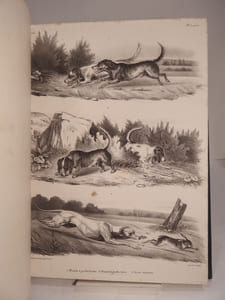 Dictionnaire des Chasses : ATLAS. (Traité général des eaux et forêts, chasses et pêches, 3e partie.)