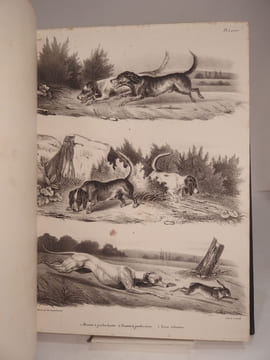 Dictionnaire des Chasses : ATLAS. (Traité général des eaux et forêts, chasses et pêches, 3e partie.). BAUDRILLART, DE QUIGERY