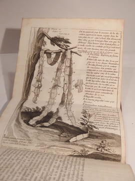 Vers solitaires et autres de diverses espèces, dont il est traité dans le livre De la Génération des Vers représentez en plusieurs planches, avec les ...