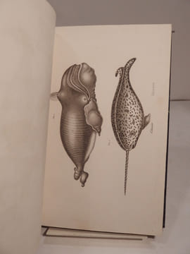 Encyclopédie moderne, ou Dictionnaire abrégé des Sciences, des Lettres, des Arts, de l'Inductrie, de l'Agriculture et du Commerce. ATLAS.. undefined