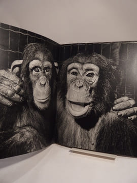 Des Bêtes... photographiées par Ylla. Texte de Jacques Prévert.. YLLA, PREVERT (Jacques)