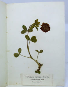 Flora Helvetica