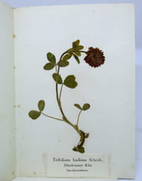 Flora Helvetica