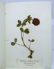 Flora Helvetica. ANONYME