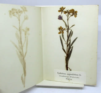 Flora Helvetica