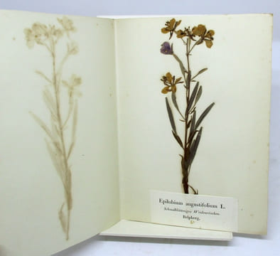 Flora Helvetica. ANONYME