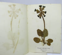 Flora Helvetica